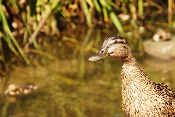 stock image Curious Mallard duck female on a pond