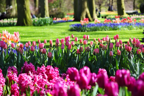 Schöner blühender Frühlingsgarten — Stockfoto
