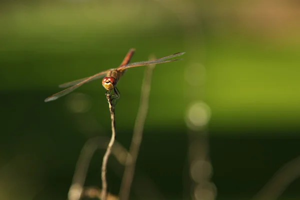 stock image A dragonfly sitting on a branch