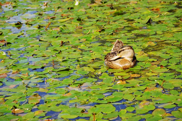 nilüferler tarafından çevrili bir gölet üzerinde yeşilbaş ördek