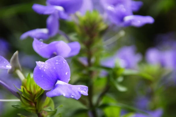 stock image Violet-blue flowers with dew drops