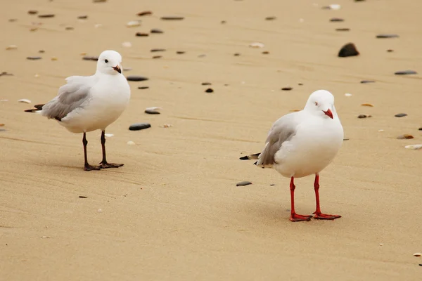 stock image Two seagulls