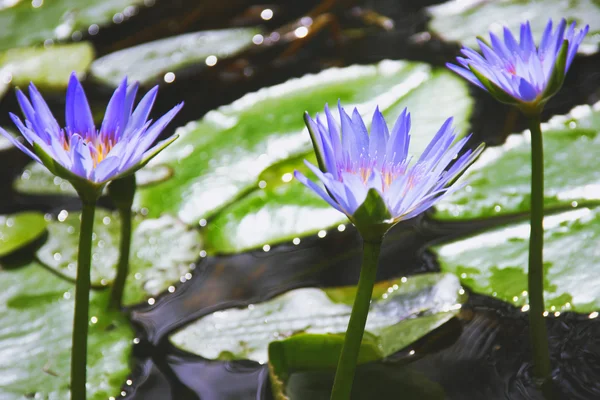 güzel nilüferler su