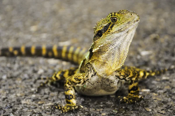 Avustralya kertenkele