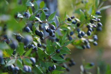 Ripe blue berries on myrtle branches clipart