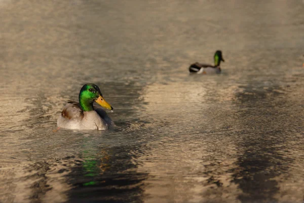 suda yüzen iki yeşilbaş ördekler
