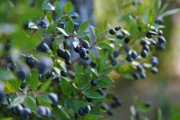 Bayas azules maduras en ramas de mirto — Foto de Stock