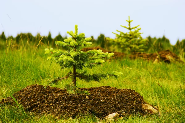Two planted little fir trees — Stock Photo, Image