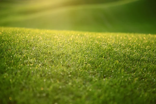 stock image Grass covered with dew