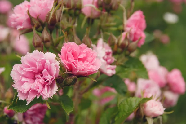 stock image Beautiful pink peony flowers