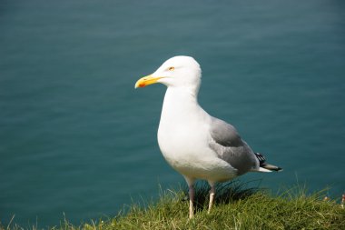 Sarı bacaklı martı (Larus michahellis)