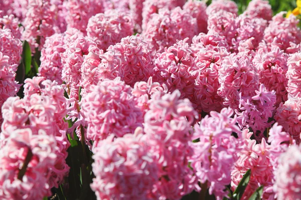 Розовые гиацинты цветут в весеннем саду . — стоковое фото