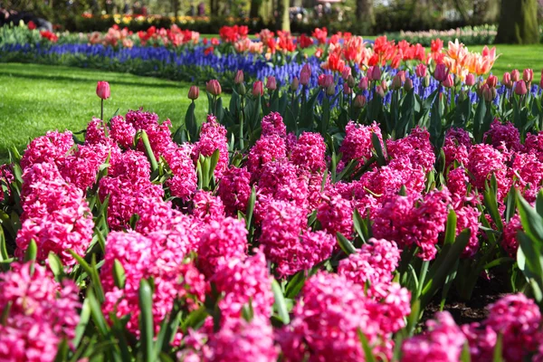 Bonito jardim de primavera florescendo — Fotografia de Stock