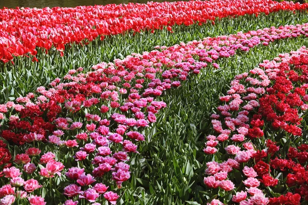 Прекрасные цветущие тюльпаны в саду . — стоковое фото