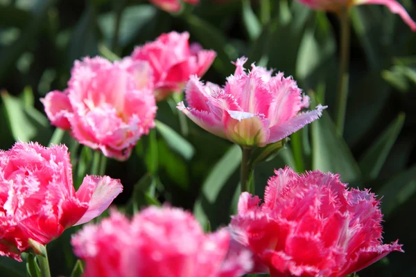 Linda flor rosa franjas tulipas Queensland . — Fotografia de Stock