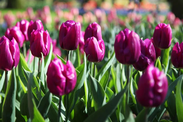 Красивые фиолетовые тюльпаны в саду . — стоковое фото