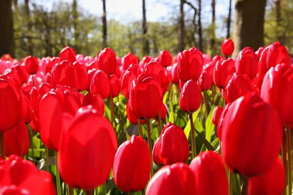 Lindas tulipas vermelhas no jardim da primavera . — Fotografia de Stock