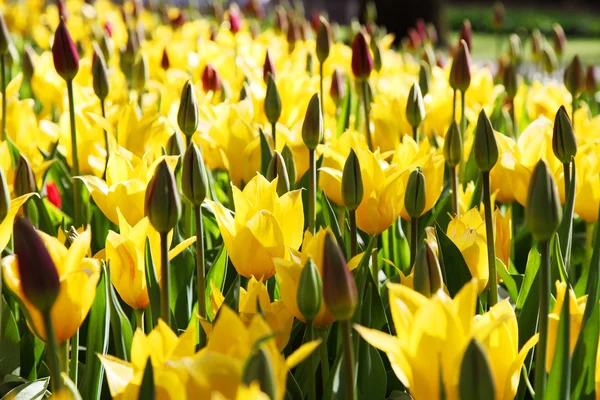 В весеннем саду цветут прекрасные желтые тюльпаны . — стоковое фото