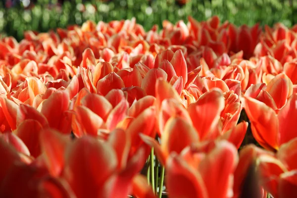 Lindas tulipas vermelhas florescendo no jardim da primavera . — Fotografia de Stock