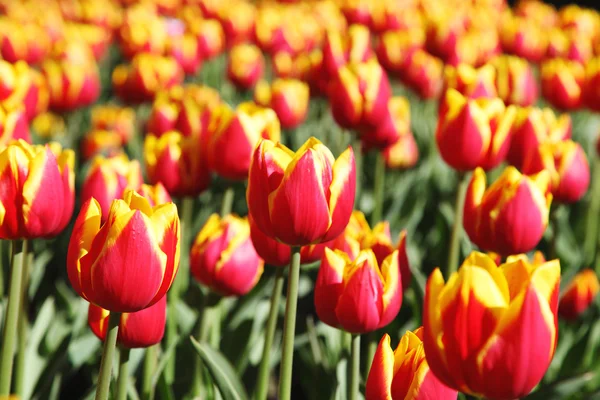 Lindas tulipas vermelhas em flor Kees Nelis . — Fotografia de Stock