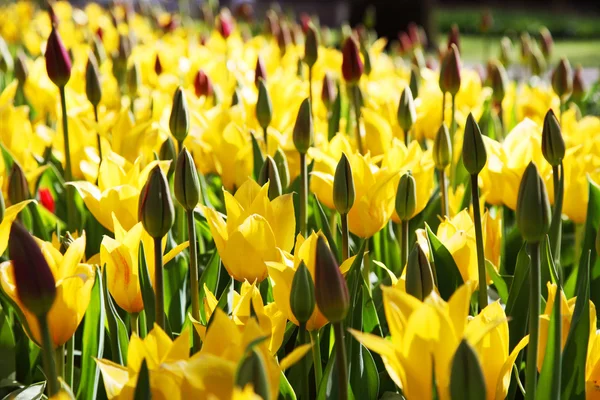 В весеннем саду цветут прекрасные желтые тюльпаны . — стоковое фото