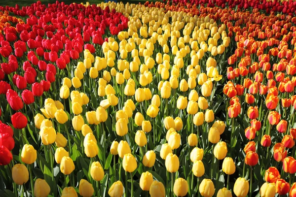 Bei tulipani in fiore nel giardino primaverile . — Foto Stock