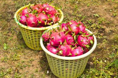 Dragon fruit in the basket clipart