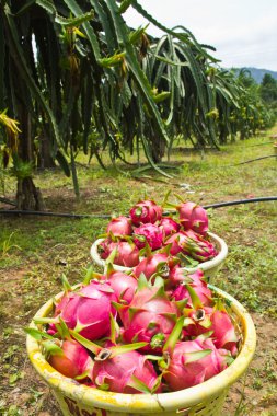 Dragon fruit garden clipart