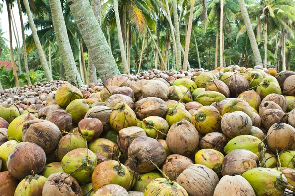 Coconut garden — Stock Photo, Image