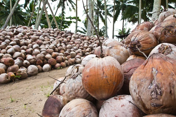 Coconut garden — Stock Photo, Image