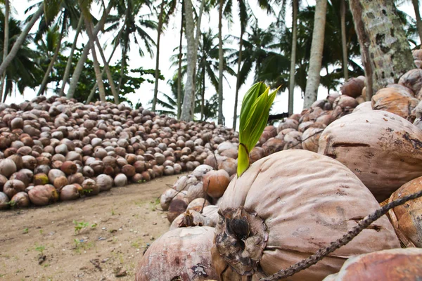 Coconut seedling — Stock Photo, Image