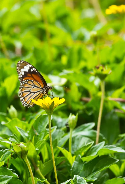 Kelebek ve çiçek — Stok fotoğraf