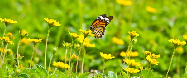 Mariposa y flor —  Fotos de Stock