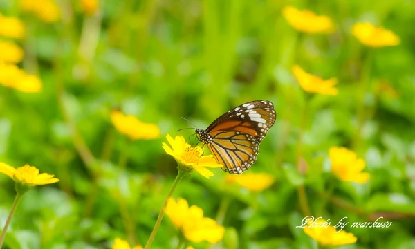 蝴蝶与花 — 图库照片