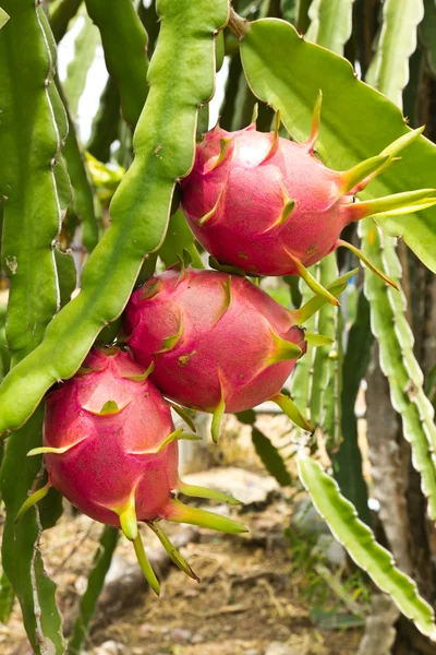 Dragon fruit plant — Stock Photo, Image