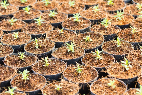 Plant seedling — Stock Photo, Image