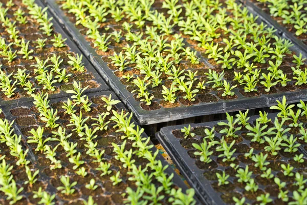 Plant seedling — Stock Photo, Image