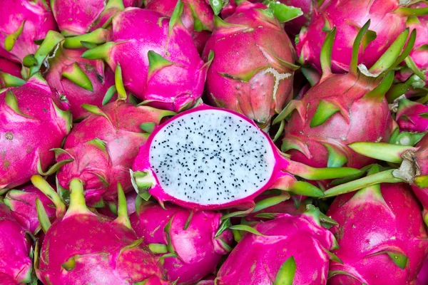 용설란 열매 스톡 사진