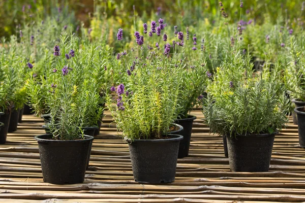 Lavendelpflanze in Gärtnerei lizenzfreie Stockbilder