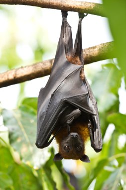 Flying Foxes clipart