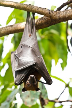 Flying Foxes clipart