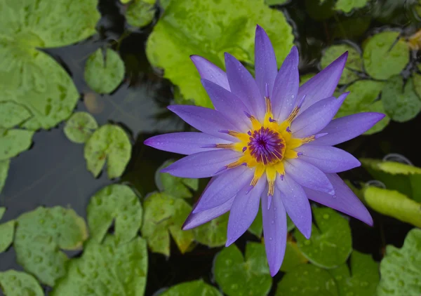 Stock image Purple Water Lily