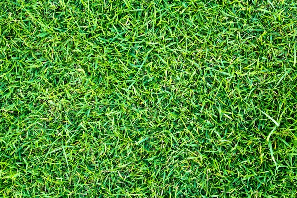 stock image Green grass lawn