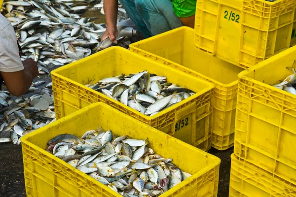 Trabajador pesquero — Foto de Stock