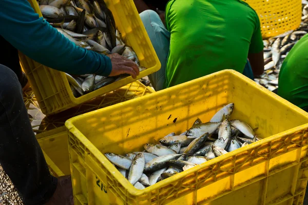 Fisherman workers sorting fishes — Stock Photo, Image