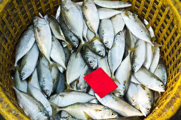 바구니에 든 생선 — 스톡 사진