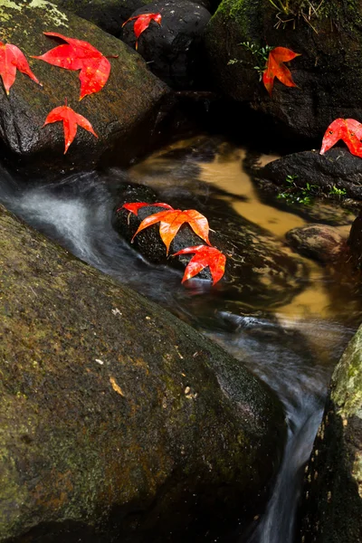 stock image Beautiful stream