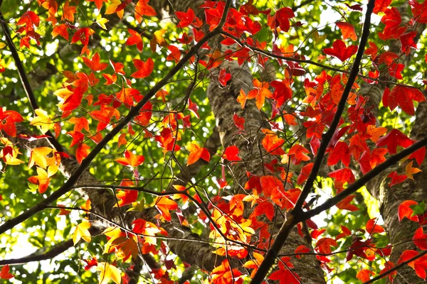 stock image Red Maple leaf on tree