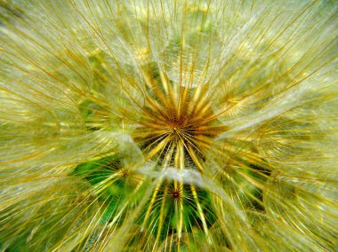 Dandelion clipart