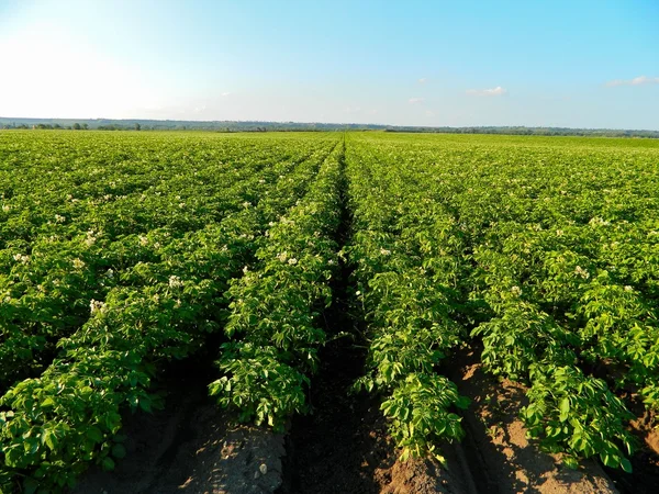 stock image Potato field